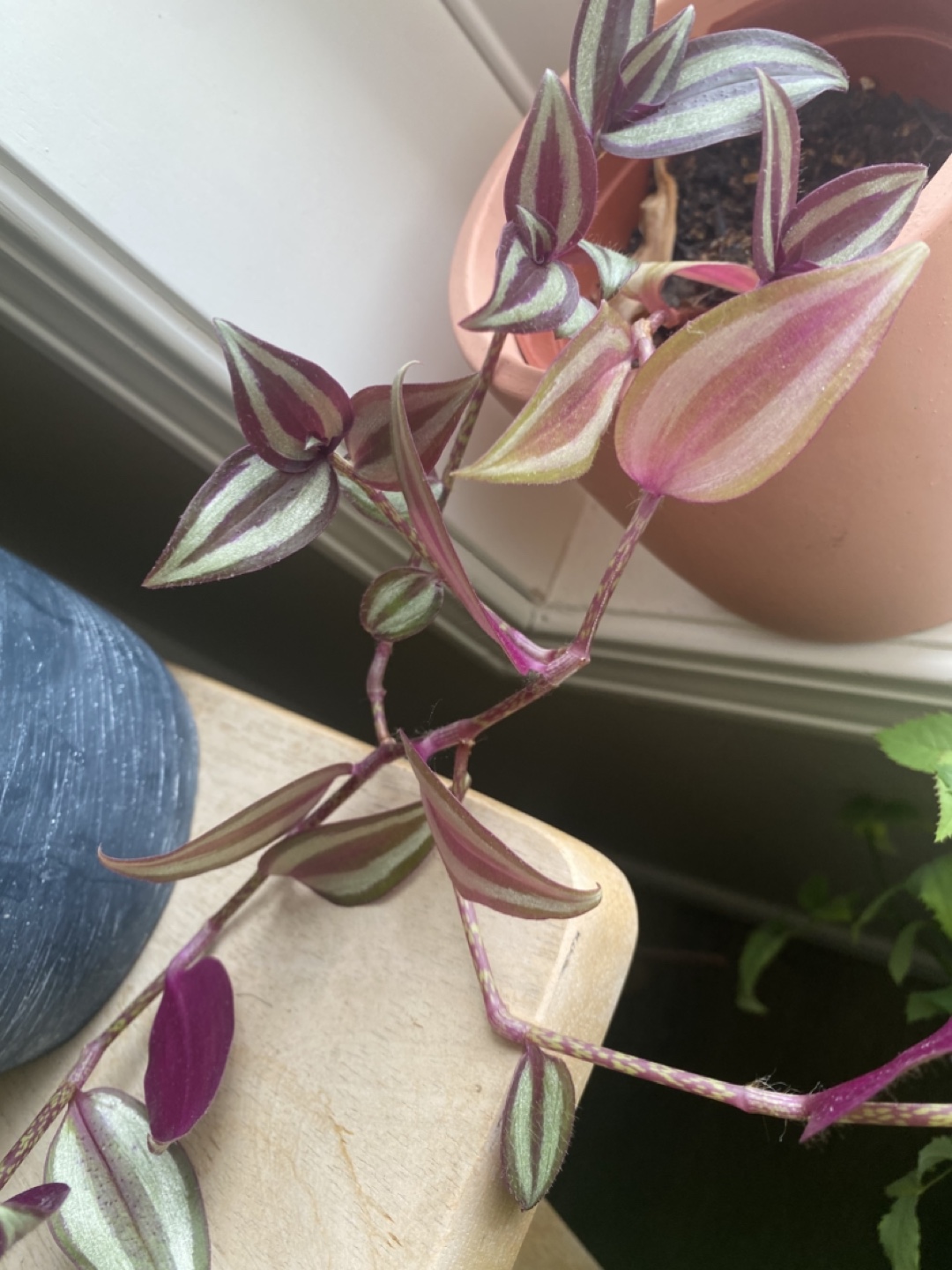 Wandering Jew Plant - photo 3