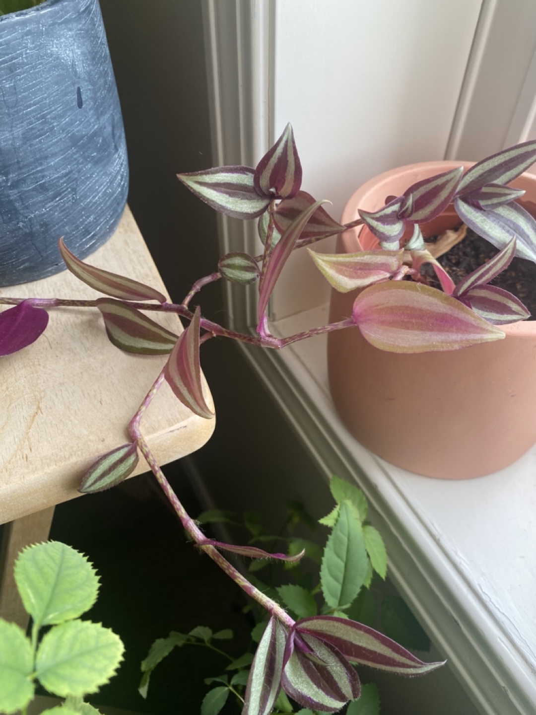 Wandering Jew Plant - photo 4