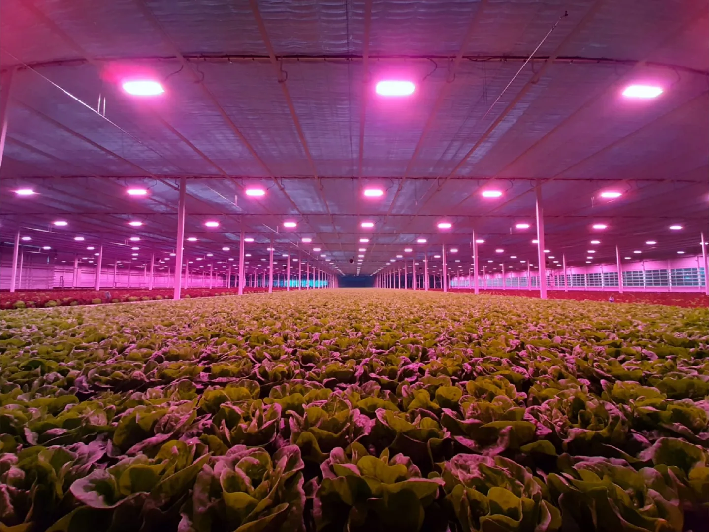 Greenhouse lights thumbnail