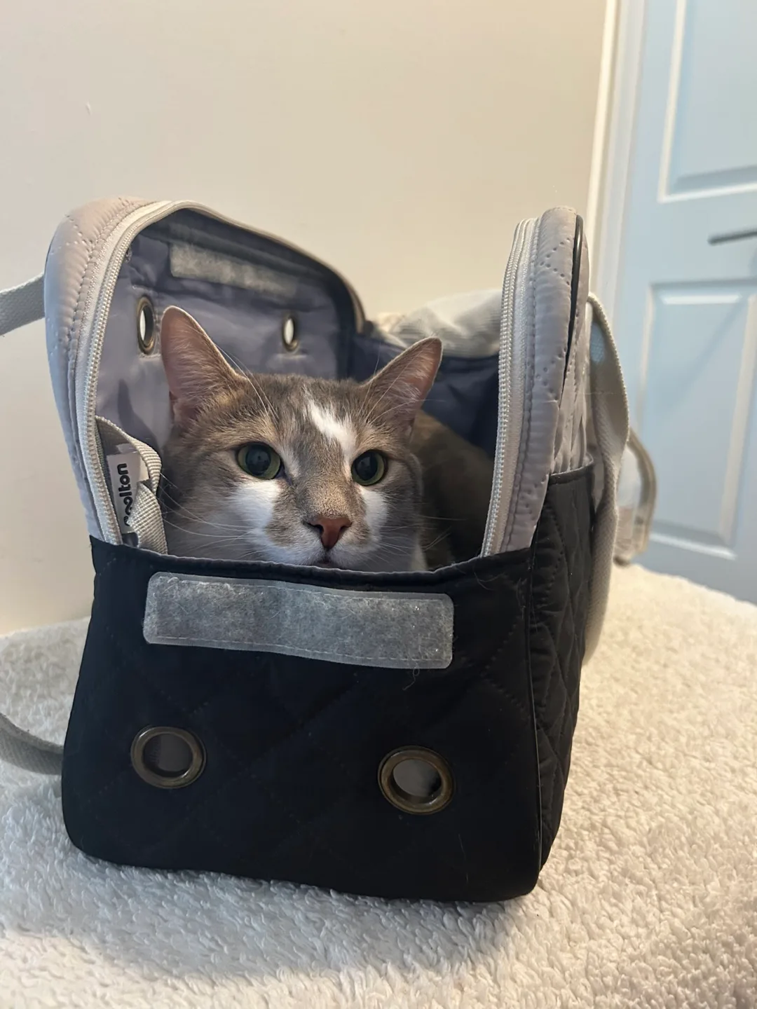 Pet Carrier image indicator(7)