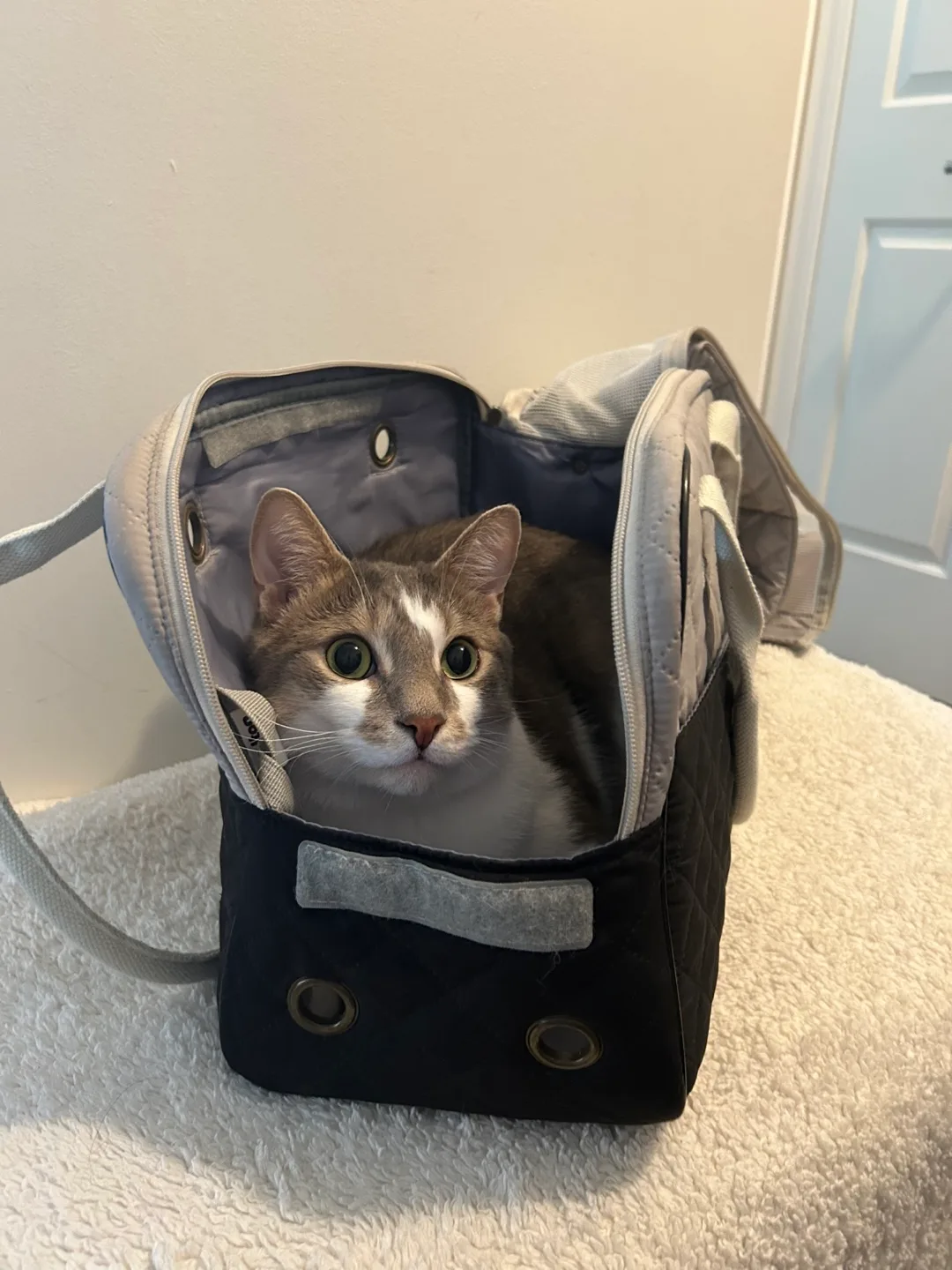 Pet Carrier image indicator(4)