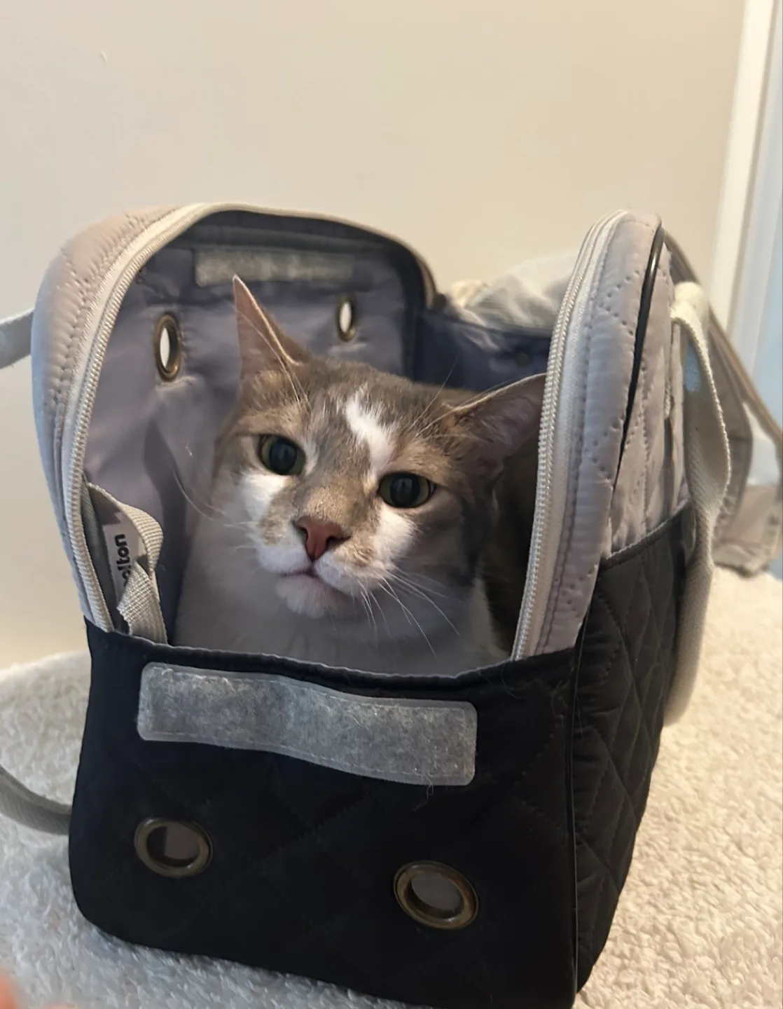 Pet Carrier image indicator(6)