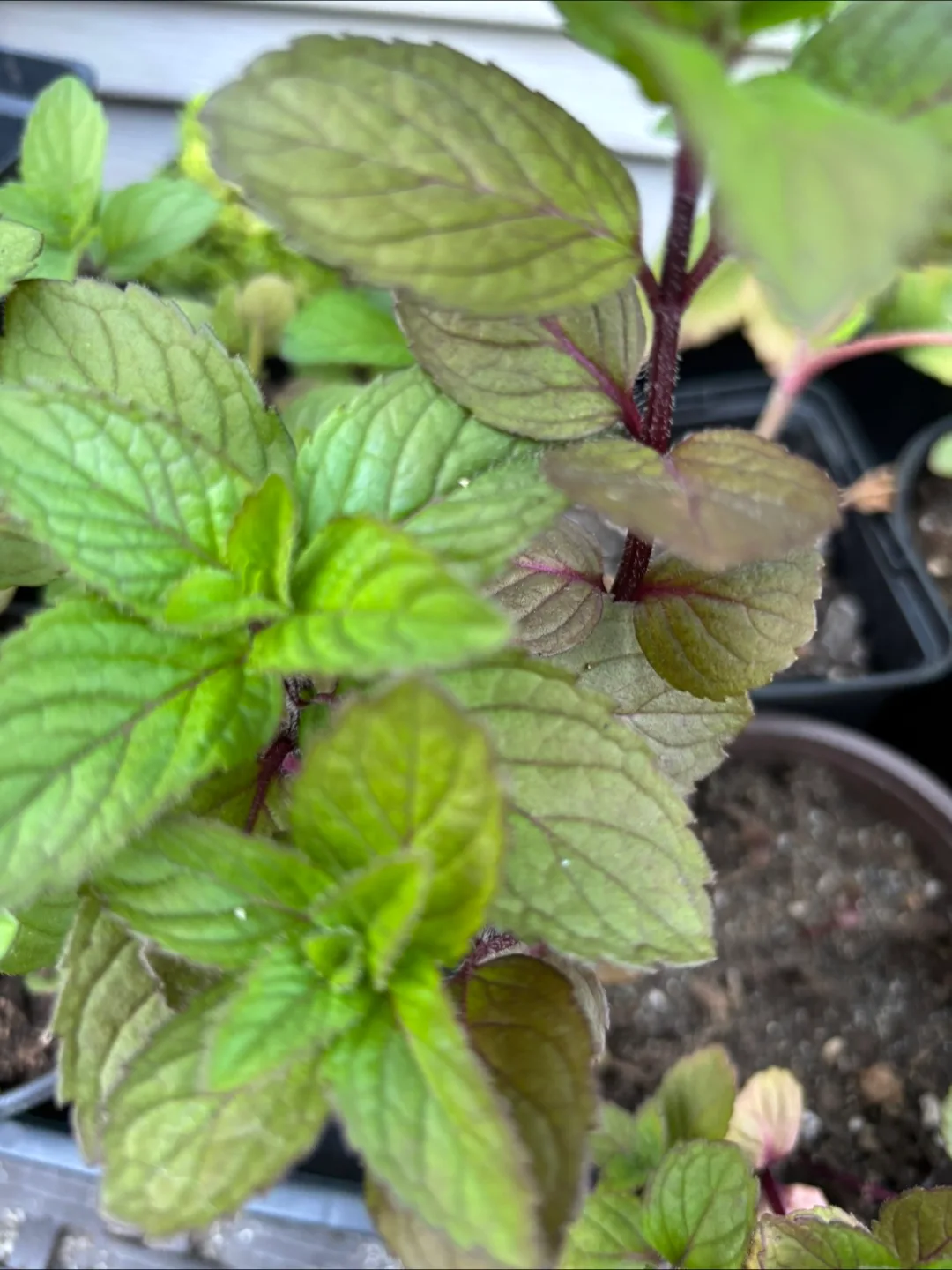 Free Fresh Herbs - Mint and feverfew 3 pots of each thumbnail
