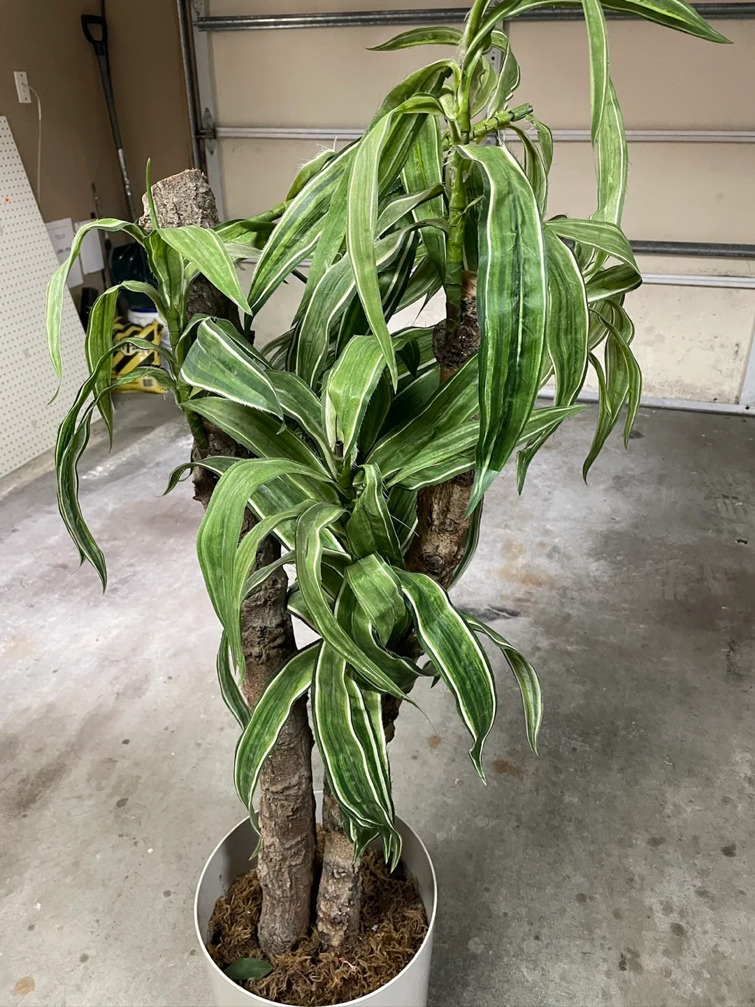 Artificial Plant with White Pot image indicator(2)