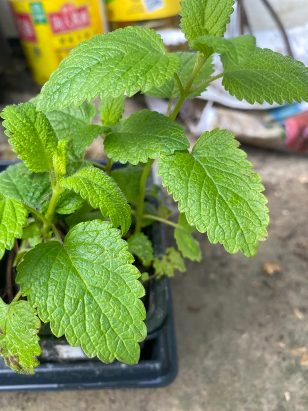 Lemon balm image indicator(2)