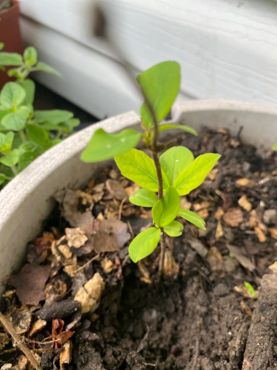 honeysuckle image indicator(2)