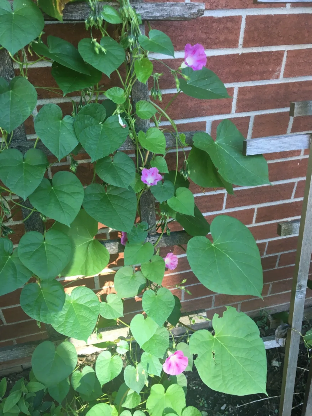Morning glory plants image indicator(2)