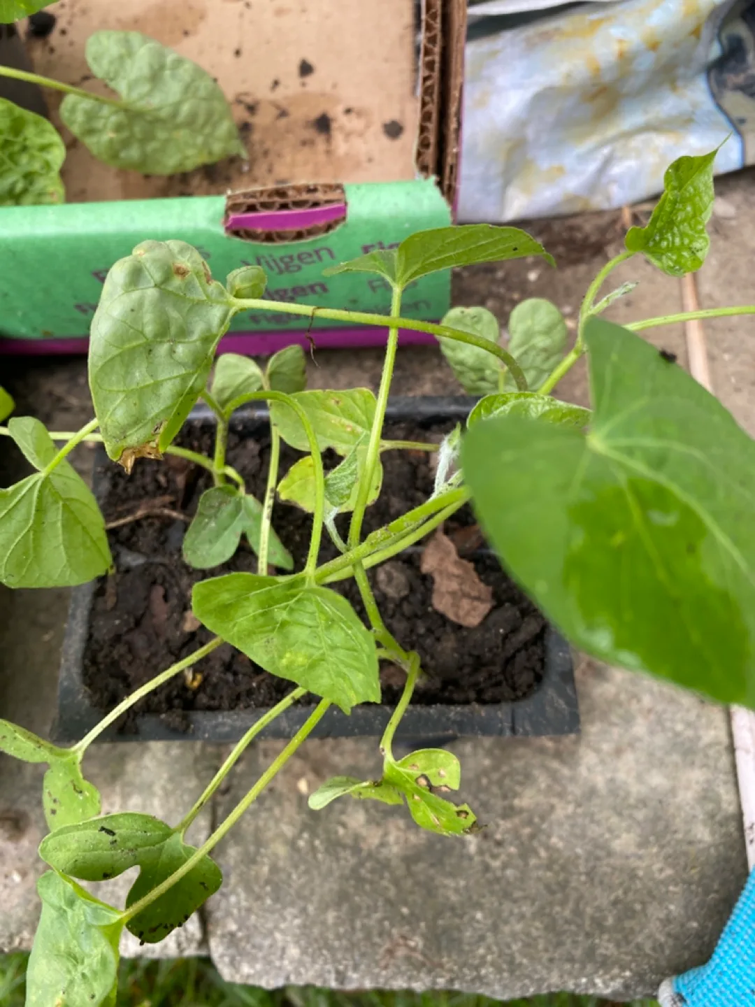 Morning glory plants image indicator(3)