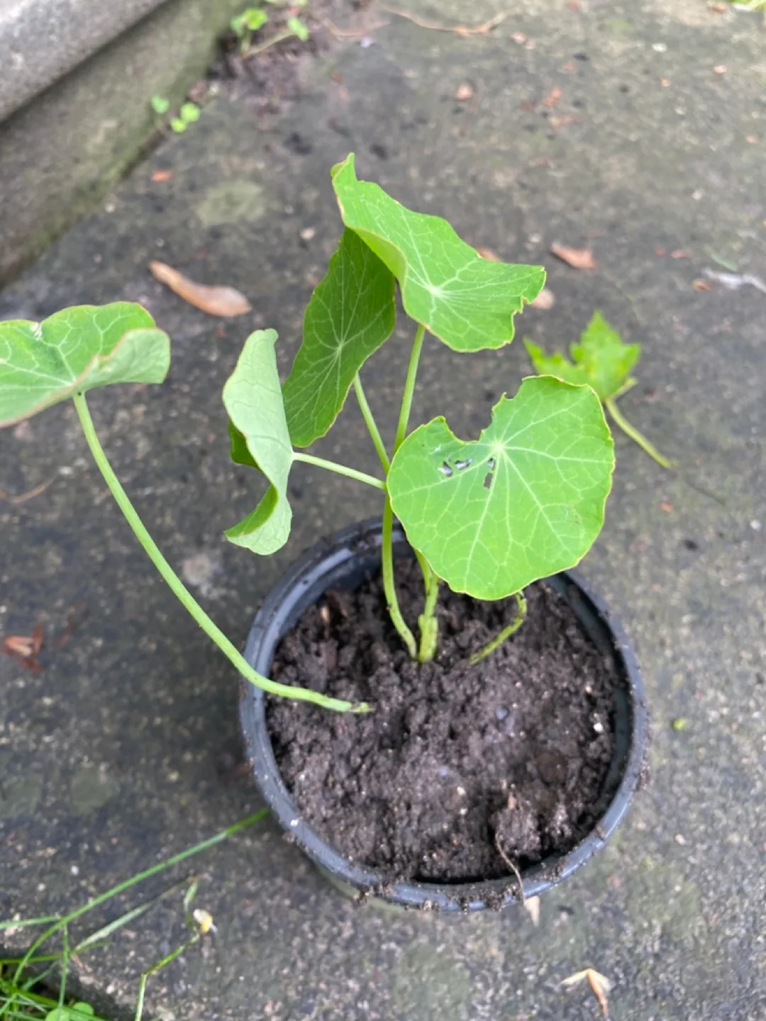 Nasturtium Plants image indicator(2)