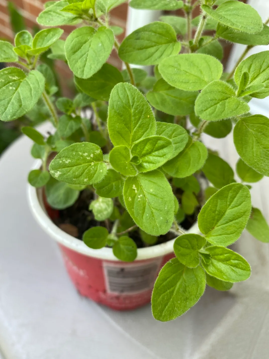 Fresh Oregano Plant image indicator(2)