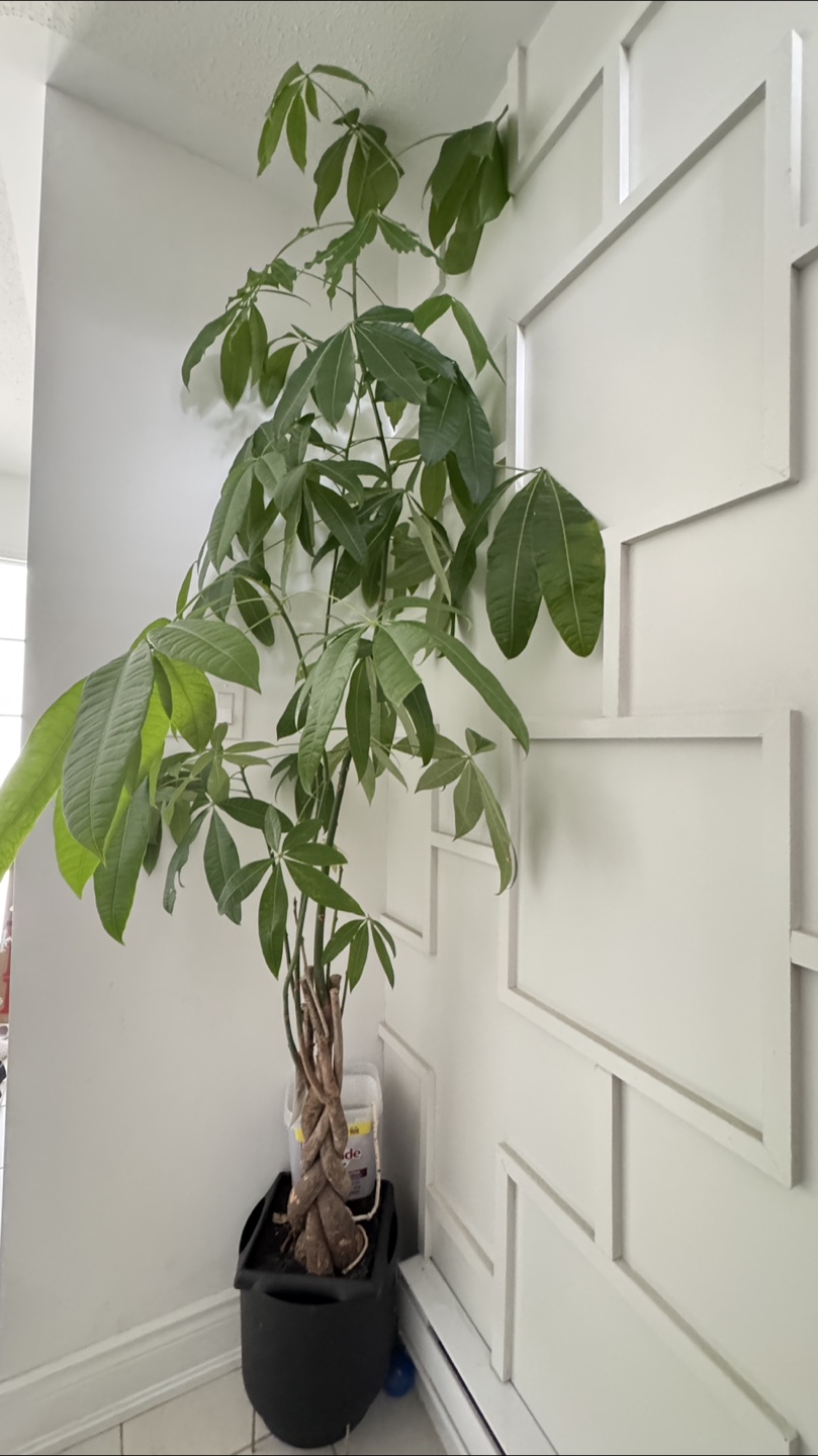 Large Money Tree - photo 2