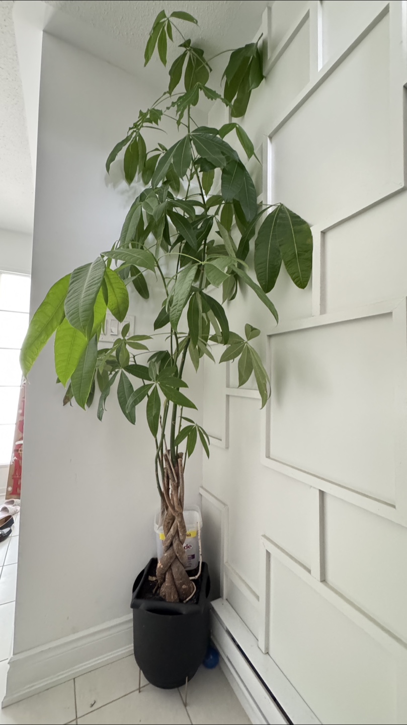 Large Money Tree