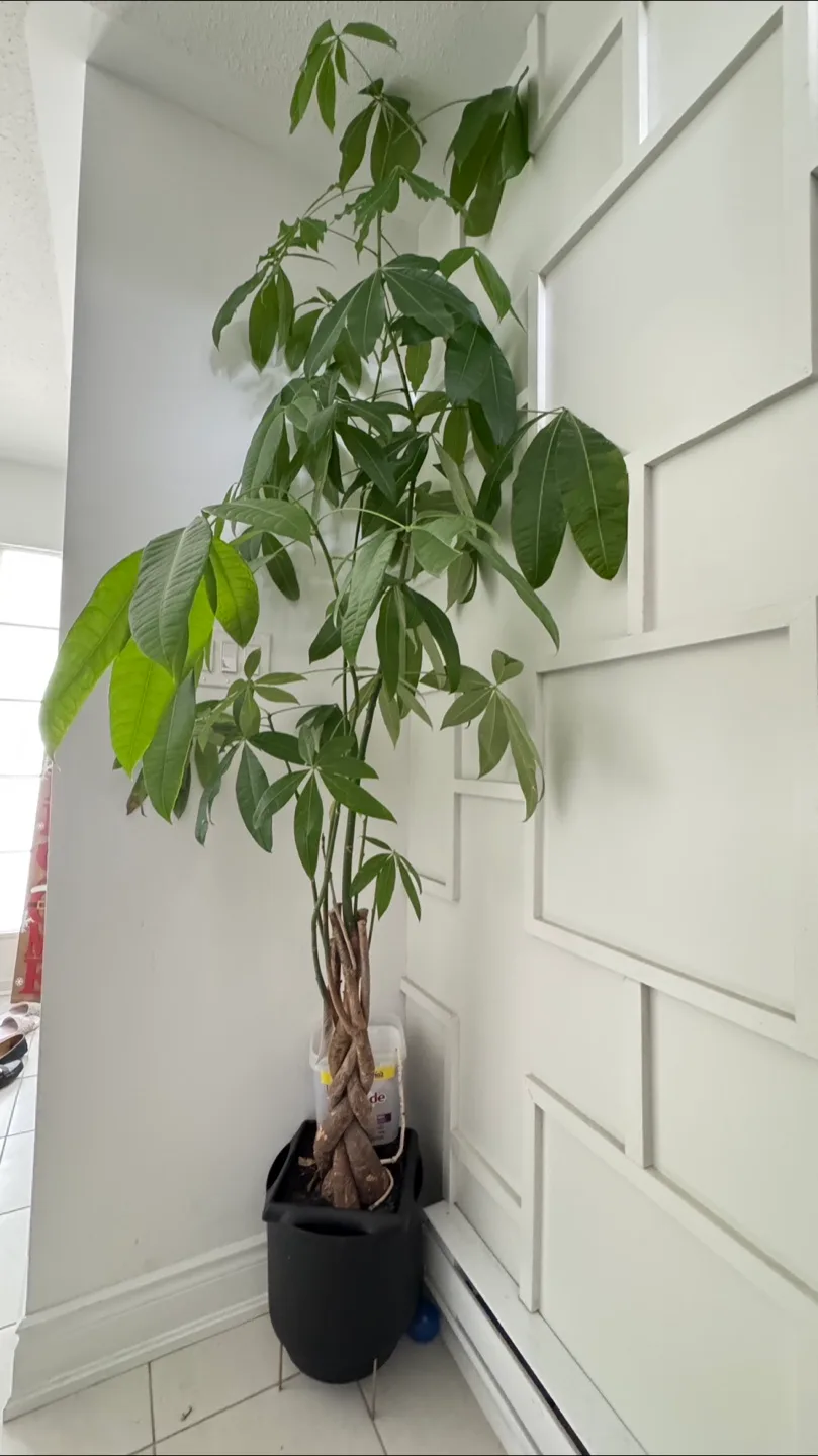 Large Money Tree thumbnail