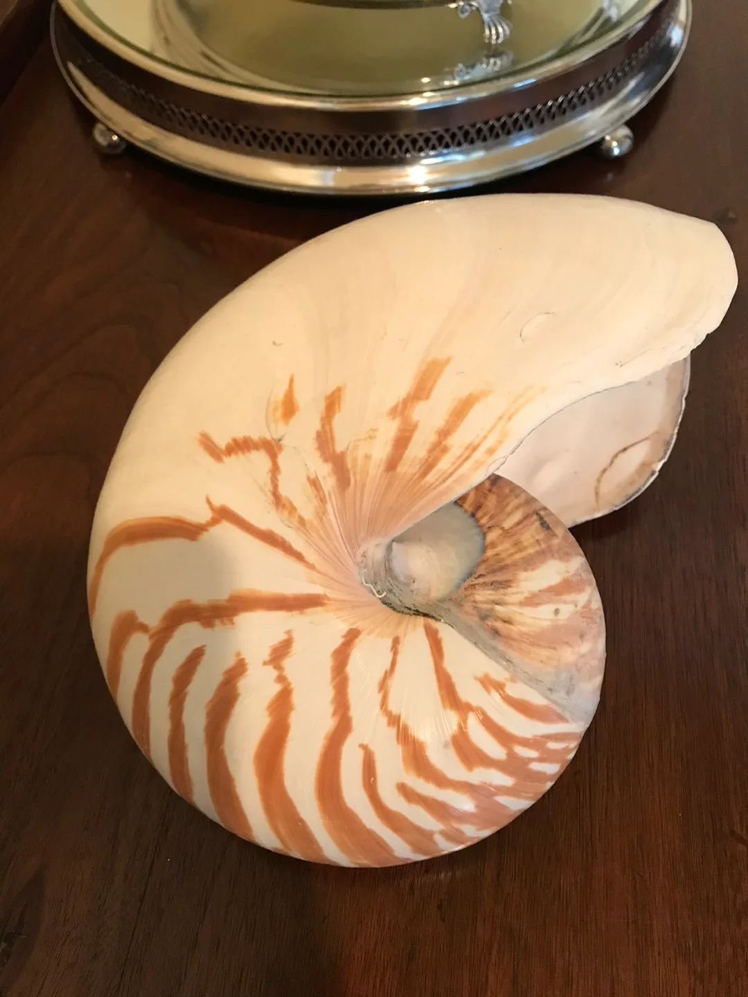 RARE - Super Size Real Nautilus Shell image indicator(2)