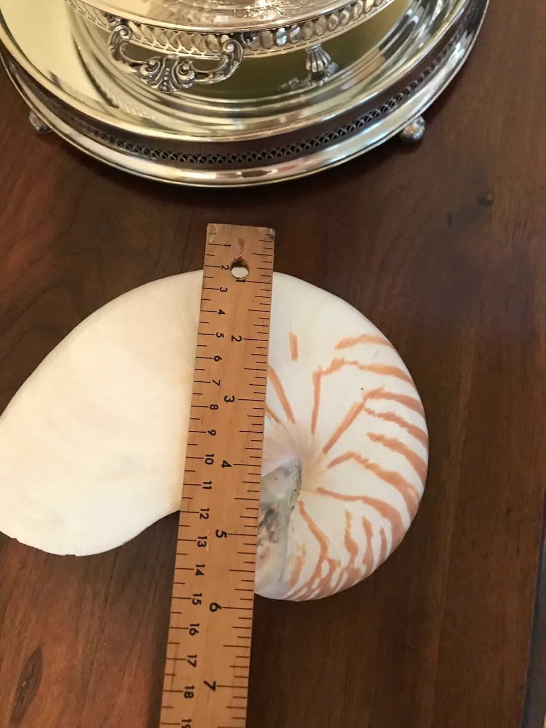 RARE - Super Size Real Nautilus Shell image indicator(4)