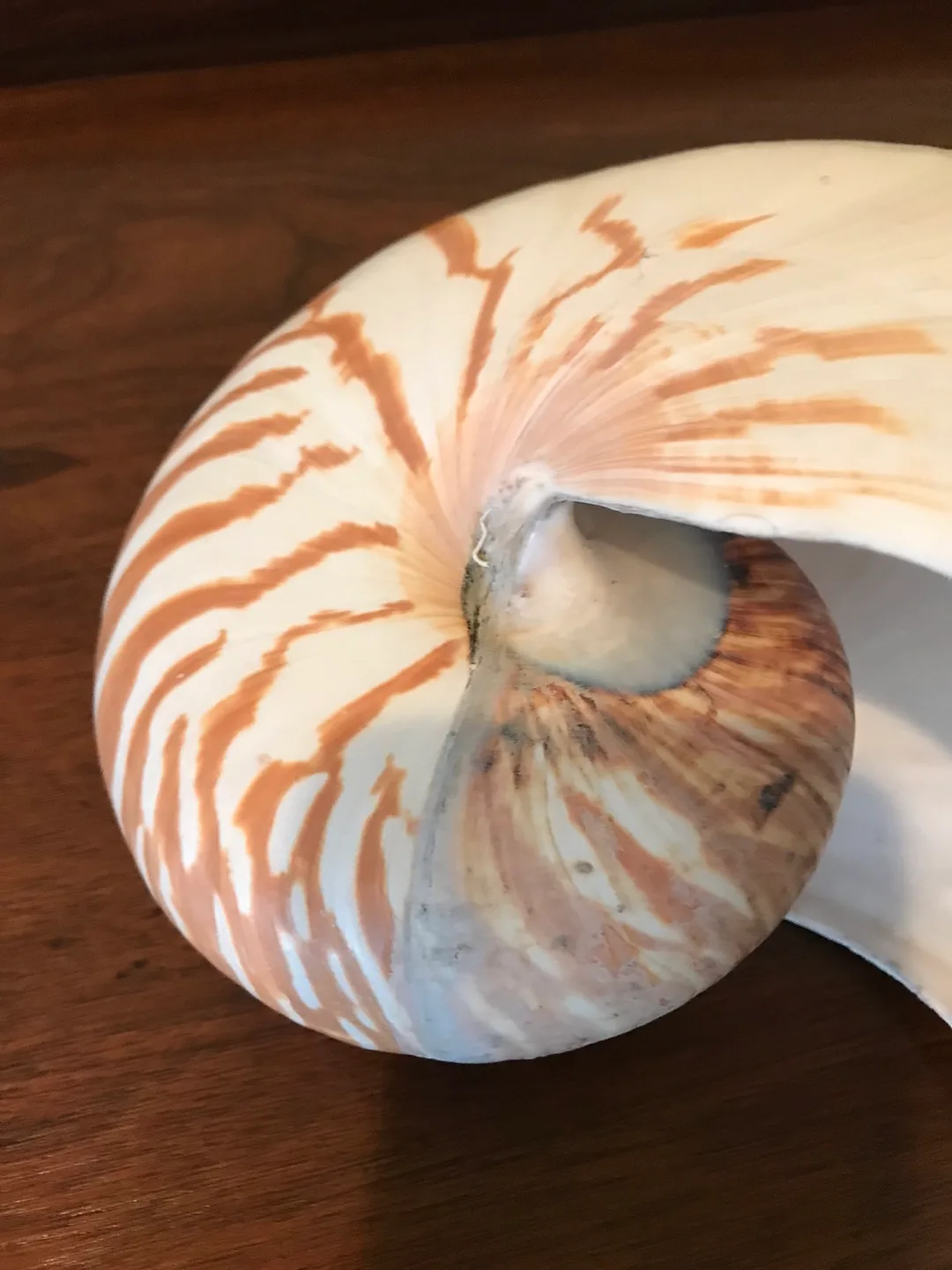 RARE - Super Size Real Nautilus Shell image indicator(7)