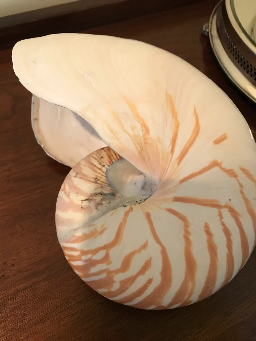 RARE - Super Size Real Nautilus Shell image indicator(6)