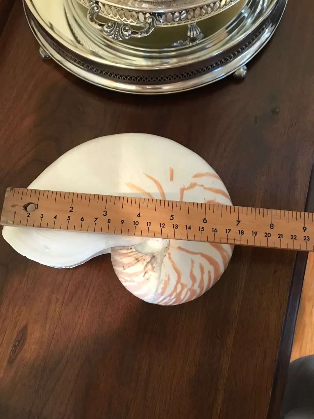 RARE - Super Size Real Nautilus Shell image indicator(3)