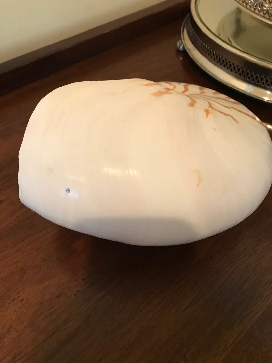 RARE - Super Size Real Nautilus Shell image indicator(5)