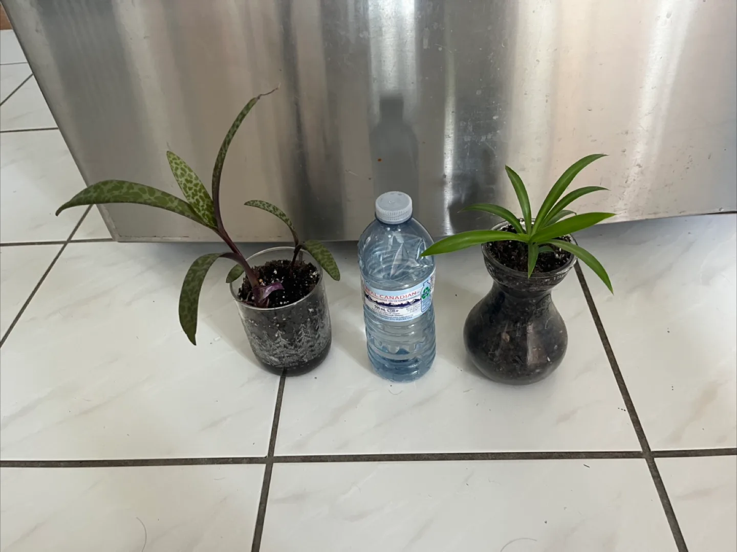 Potted Plants thumbnail