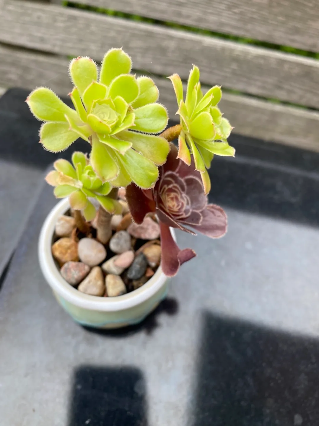 Succulent Plant in a Small Pot image indicator(2)