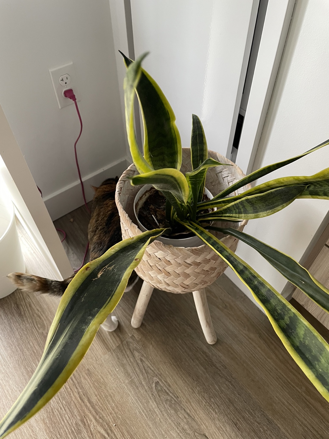 Woven Plant Stand - photo 3