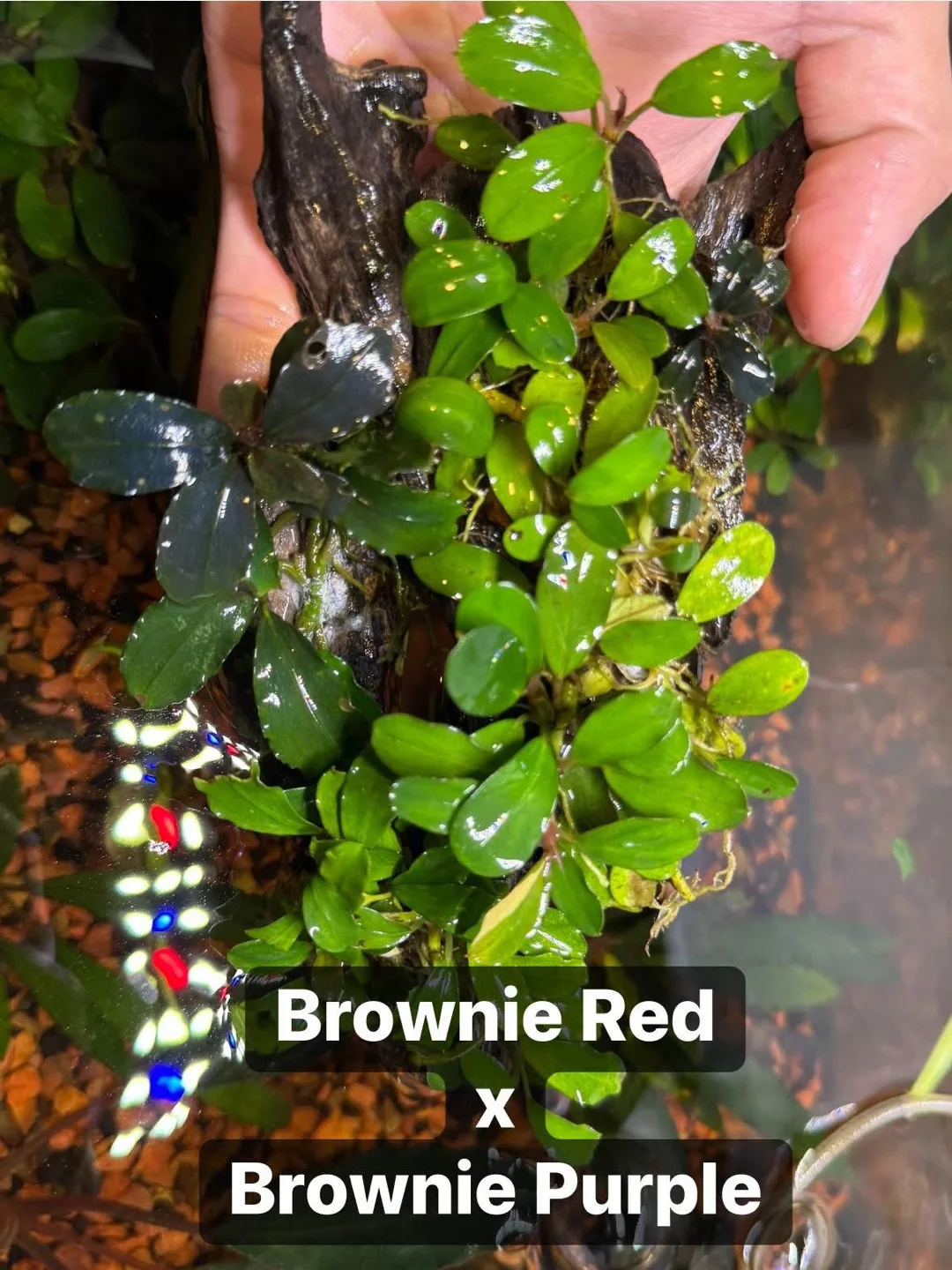 Aquarium Plants | Bucephalandra Brownie Red x Brownie Purple thumbnail