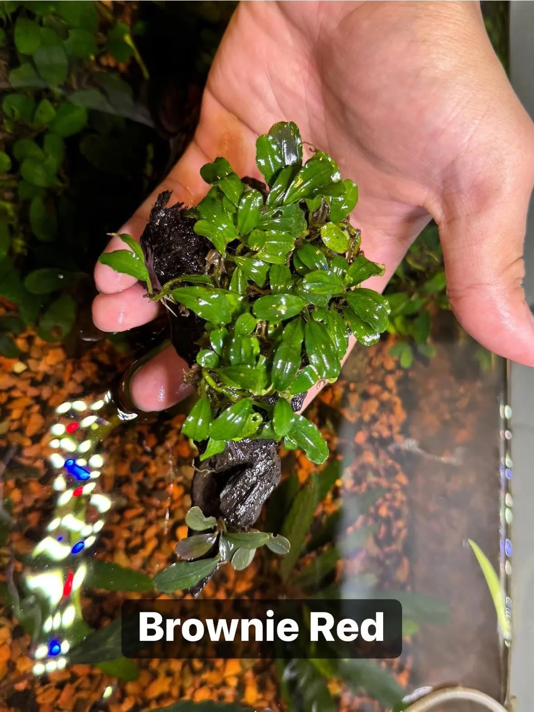 Aquarium Plants | Bucephalandra Brownie Red on a 4” wood thumbnail