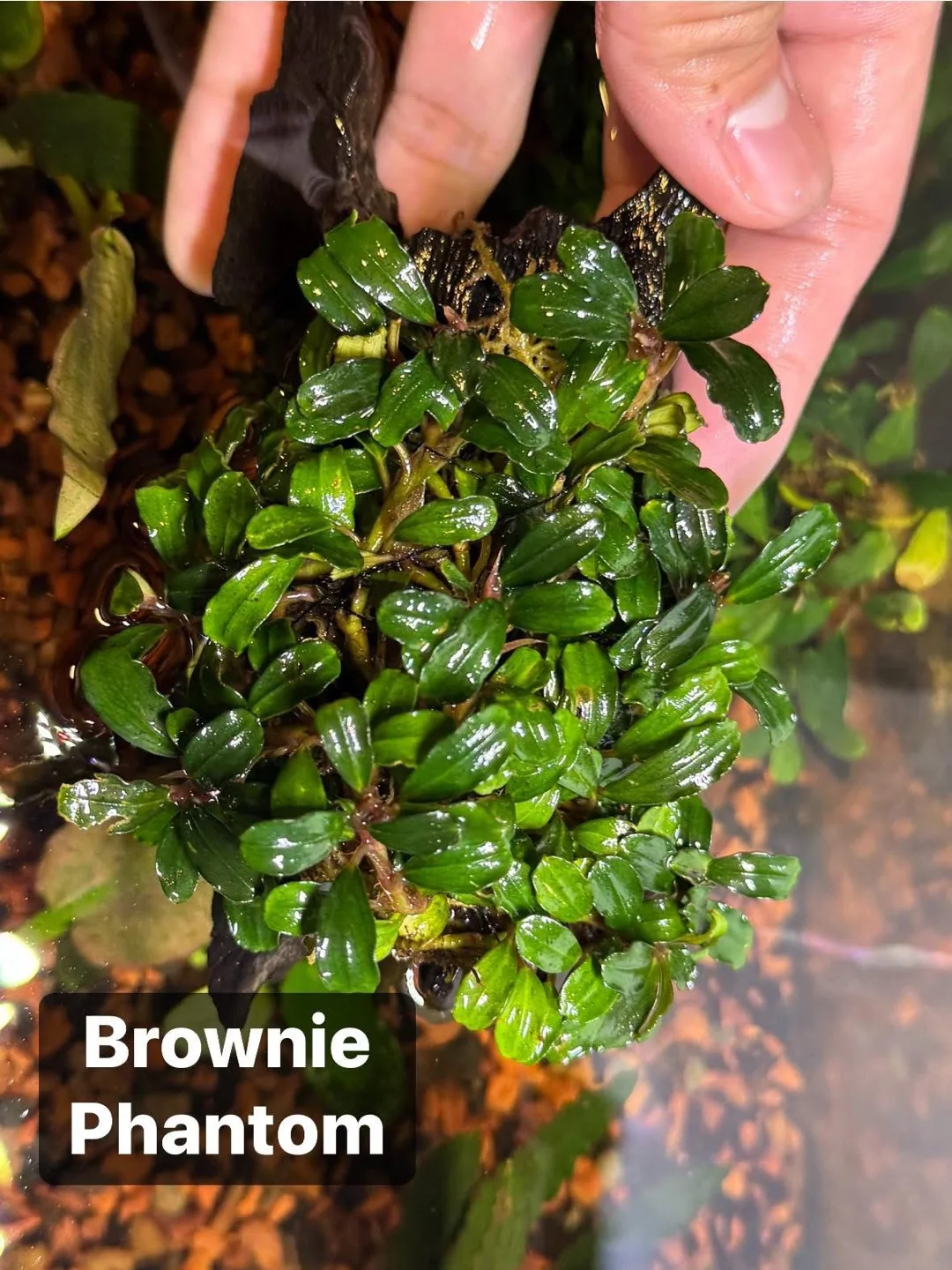 Aquarium Plants | Bucephalandra Brownie Red on a 4” wood thumbnail