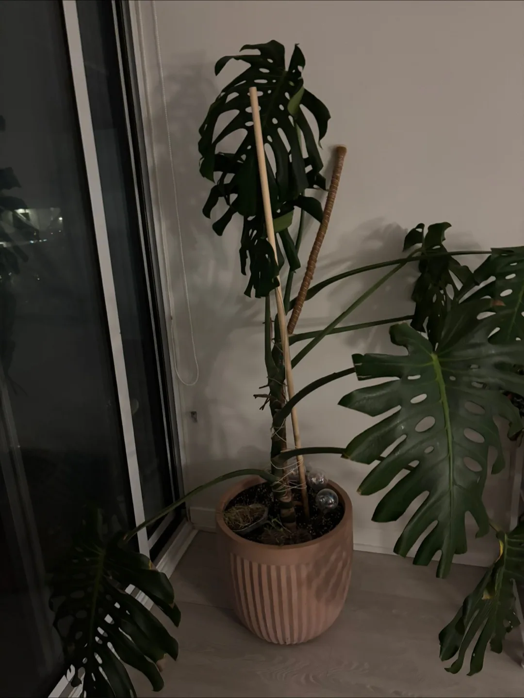 Monstera Plant in Pot