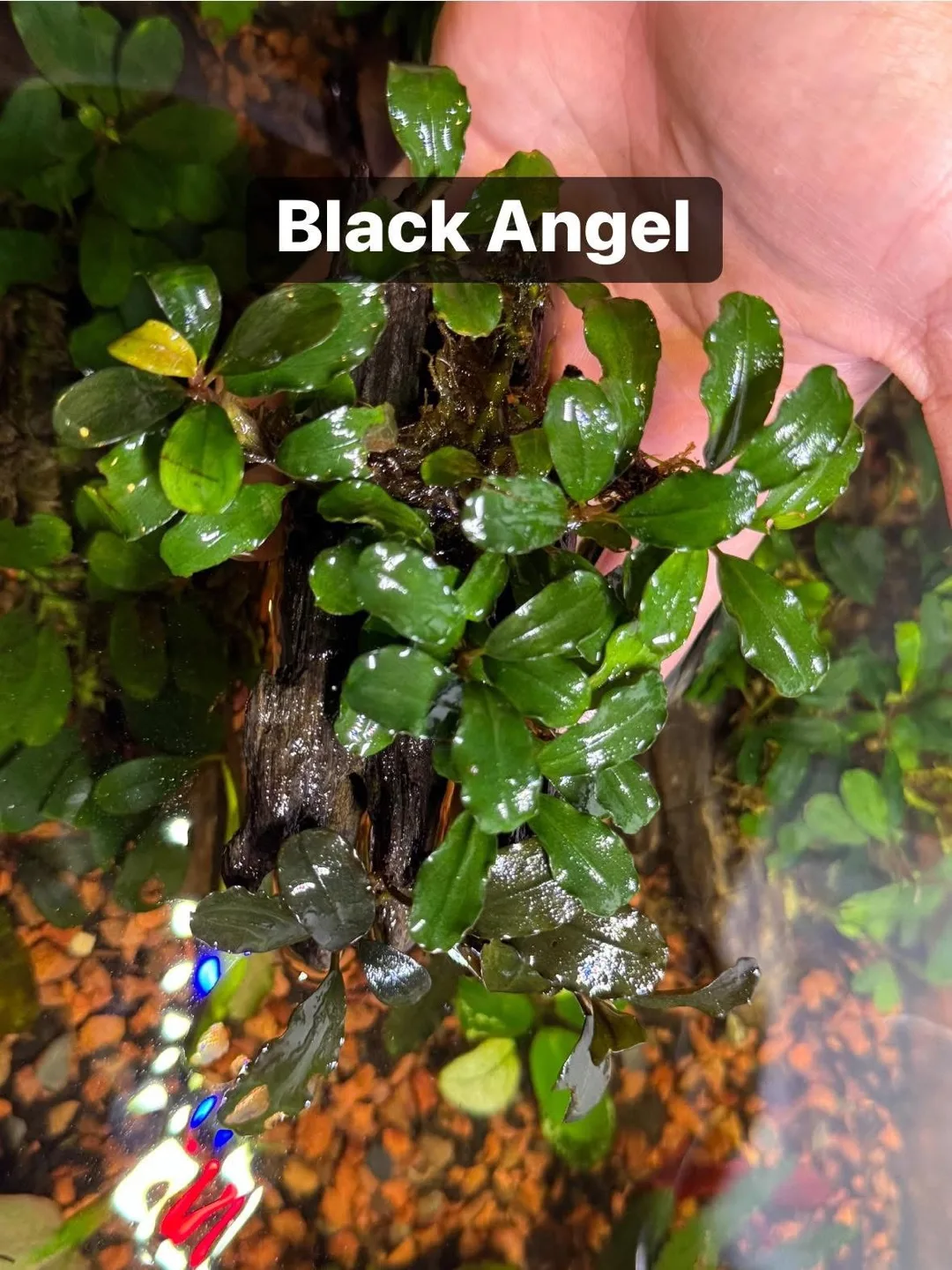 Aquarium Plants | Bucephalandra Black Angel on a 4” wood thumbnail