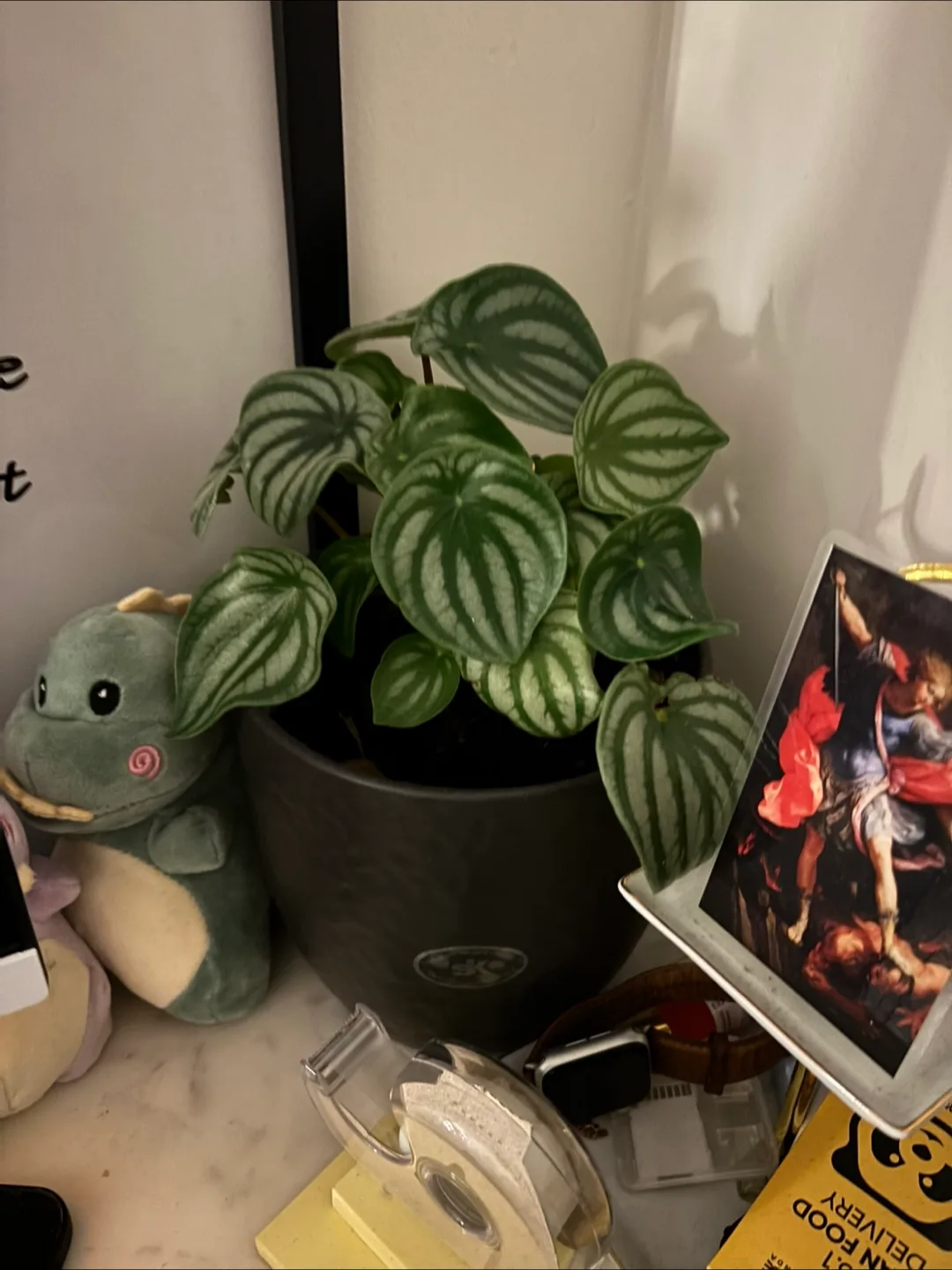 Houseplants, various