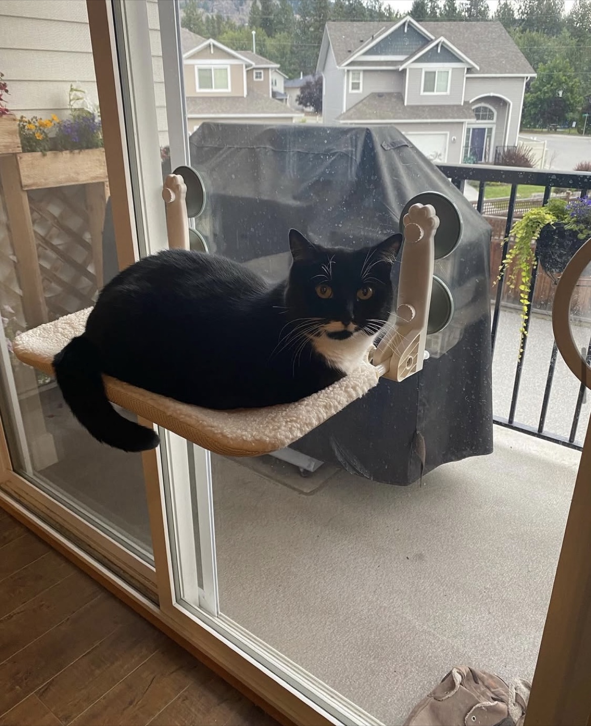 Window Cat Perch - photo 5