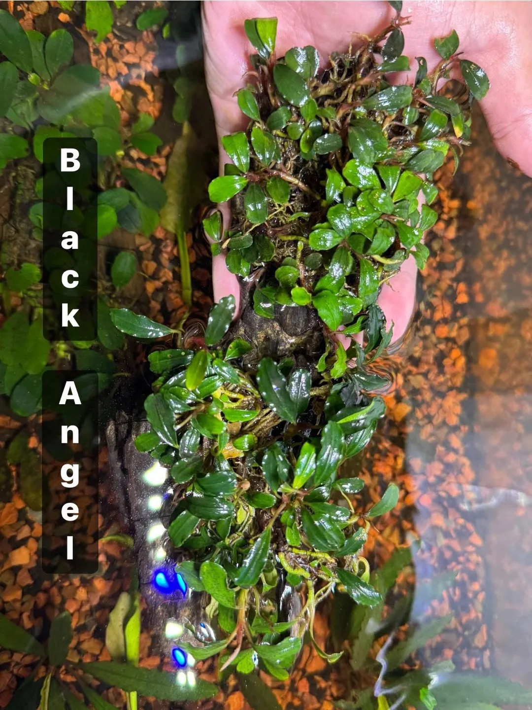 Aquarium Plants | Bucephalandra Black Angel on a 7” wood thumbnail