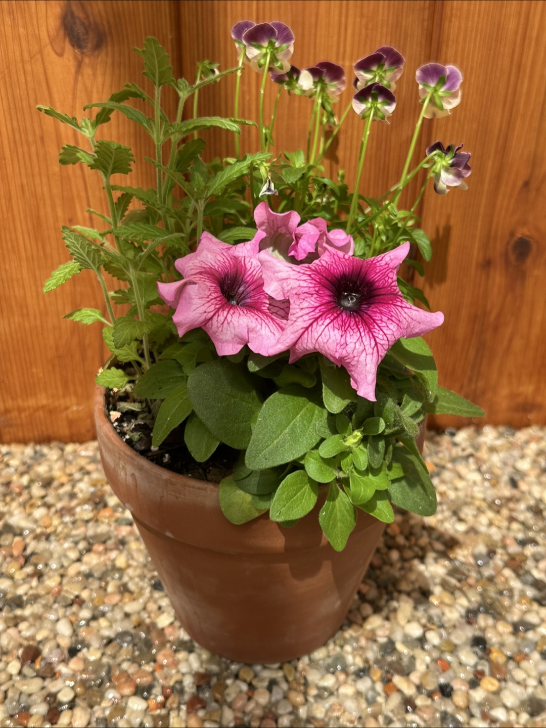 Flower in clay pot