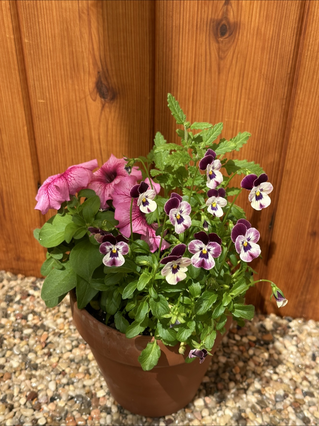 Flower in clay pot - photo 2