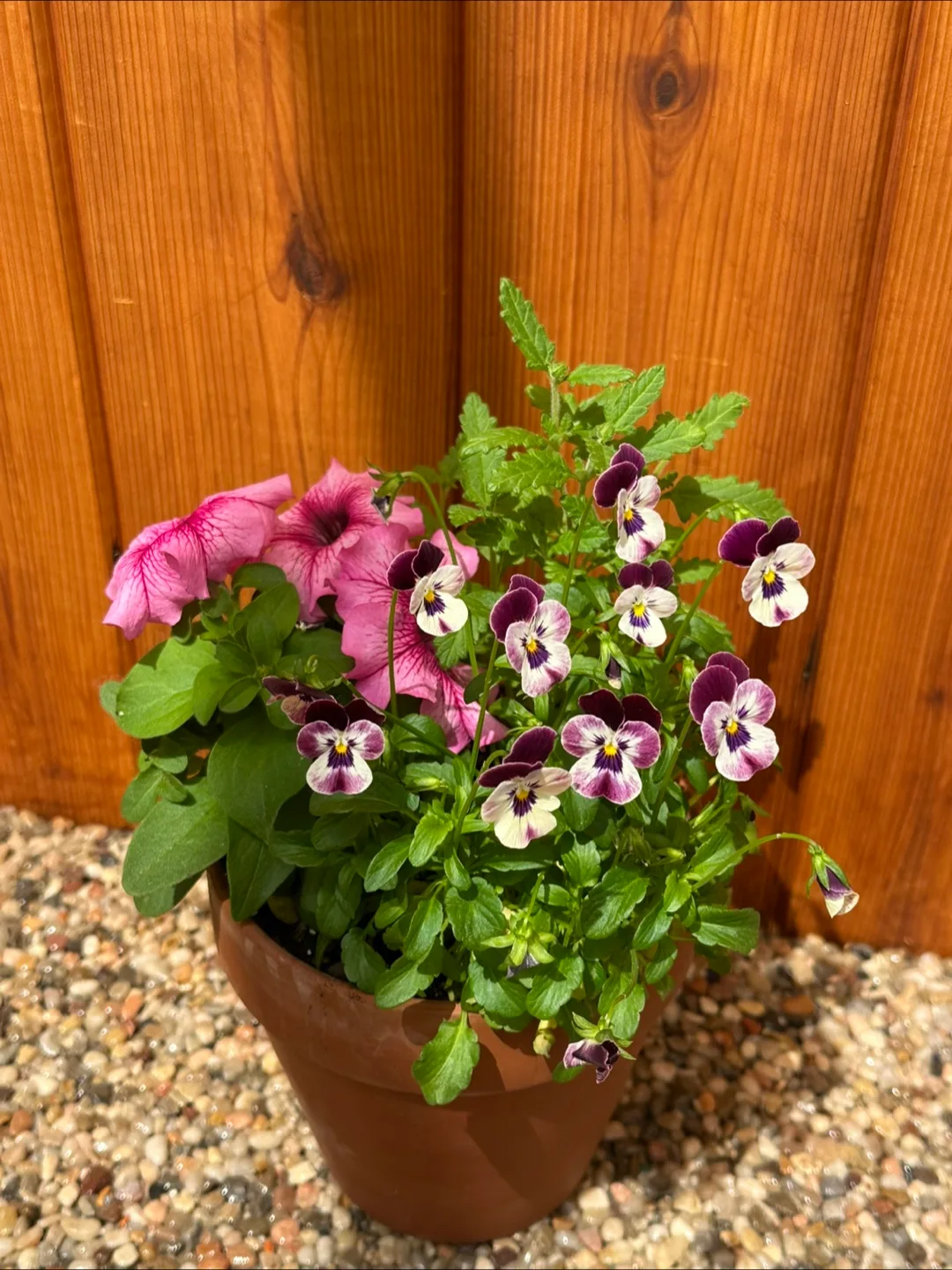 Flower in clay pot image indicator(2)