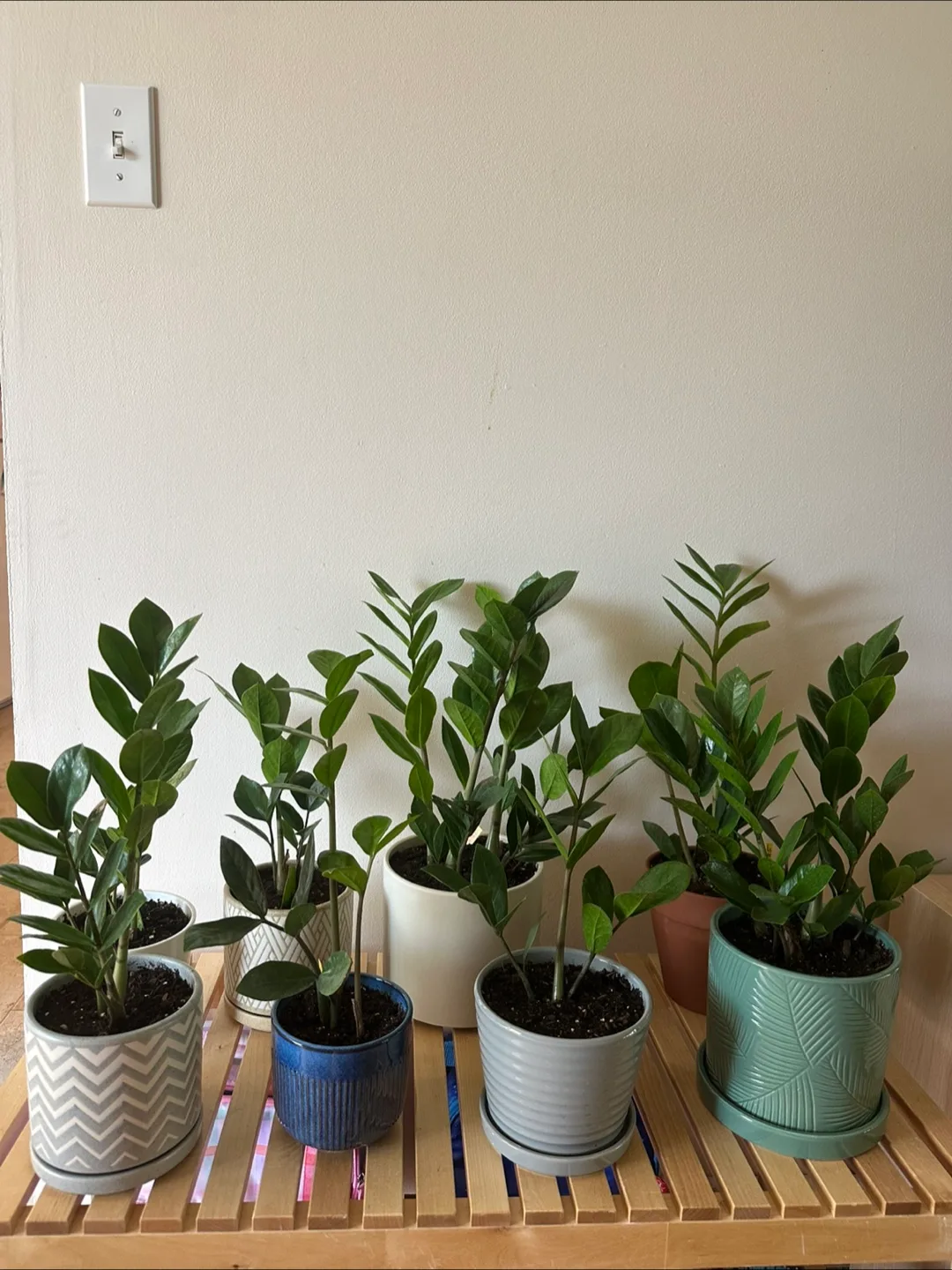 Zz plant in green turquoise ceramic pot image indicator(5)