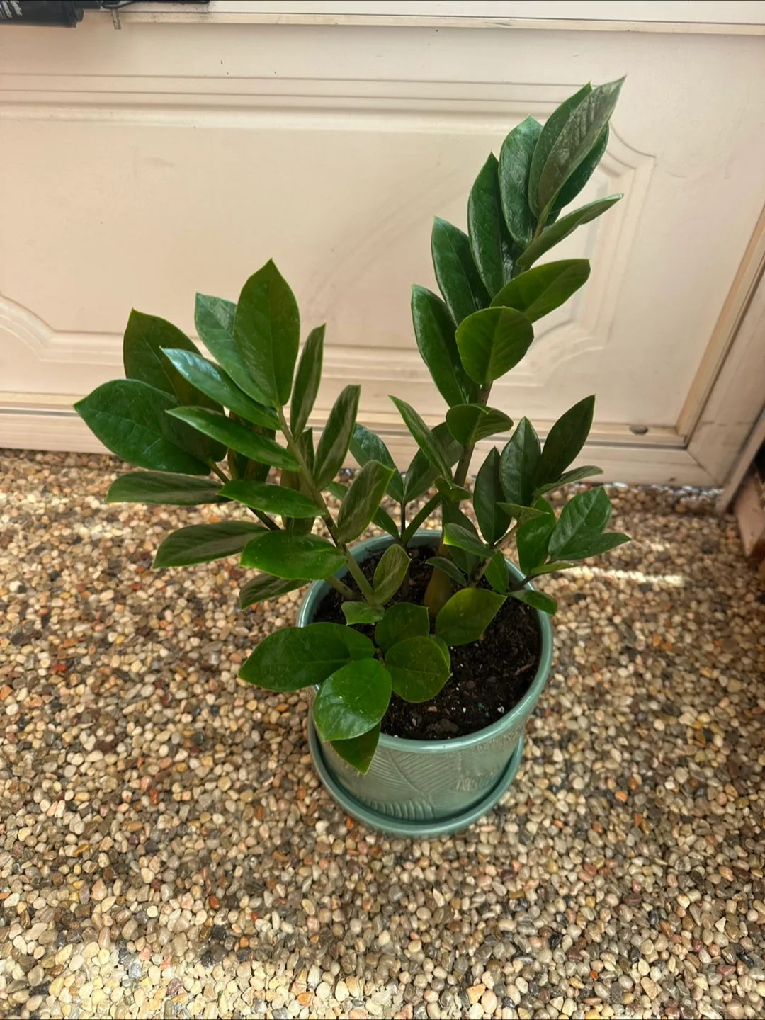 Zz plant in green turquoise ceramic pot image indicator(2)