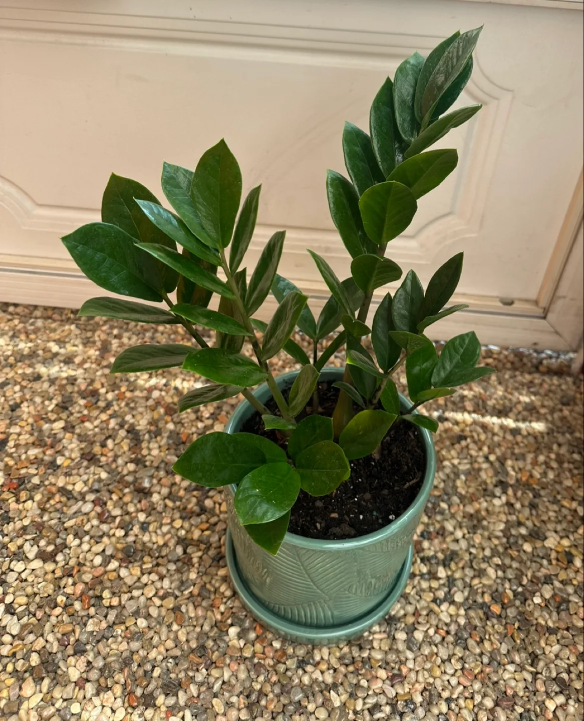 Zz plant in green turquoise ceramic pot image indicator(4)