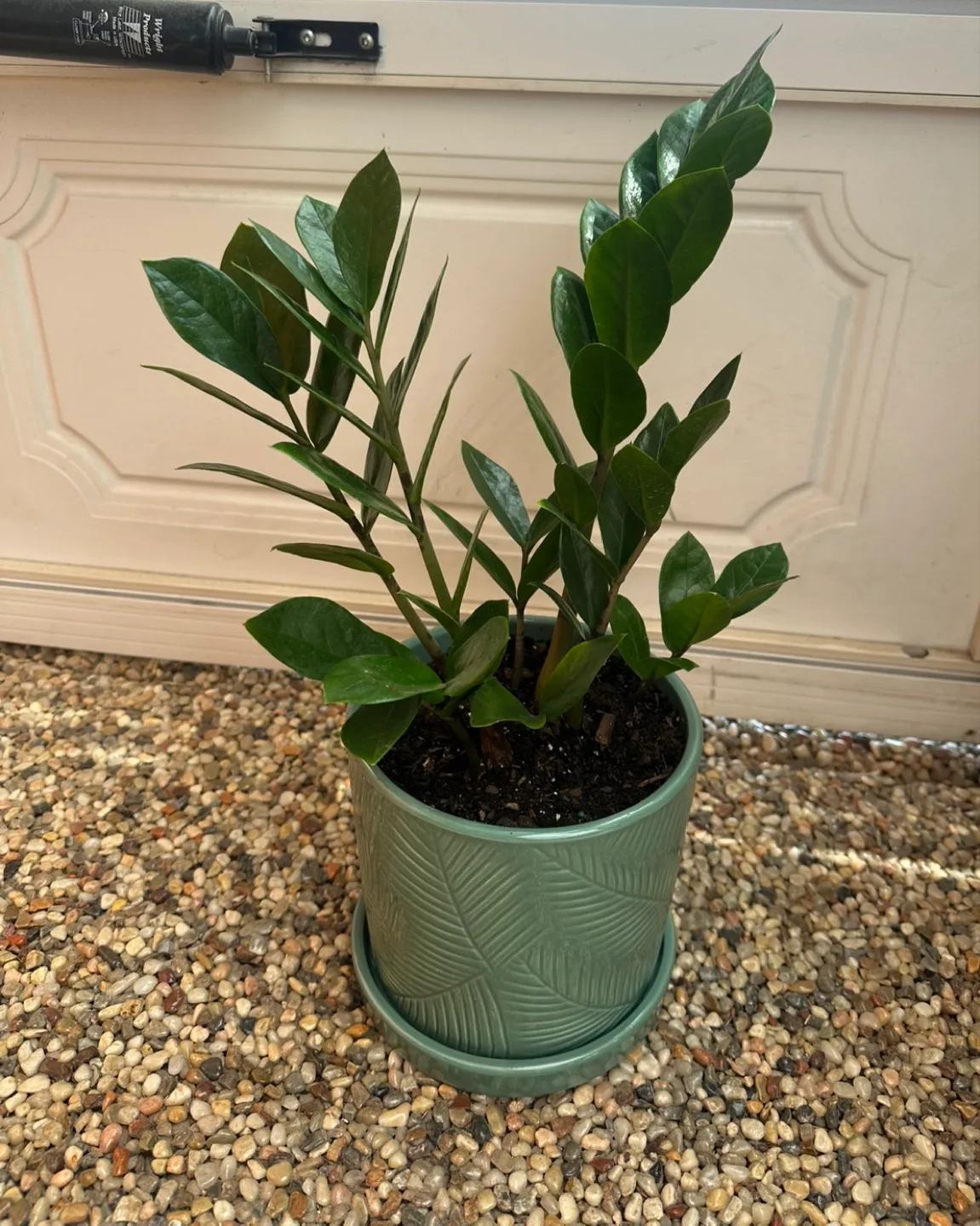 Zz plant in green turquoise ceramic pot image indicator(3)