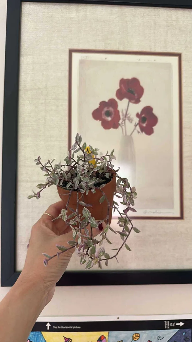 Callisia Reopens Pink Lady Pink Panther Plant image indicator(2)