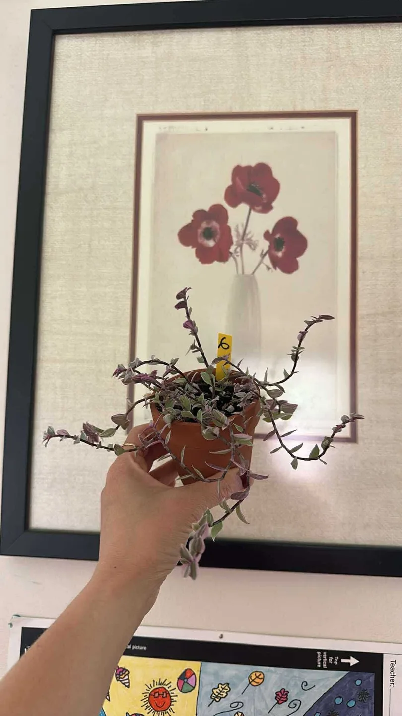 Callisia Reopens Pink Lady Pink Panther Plant image indicator(3)