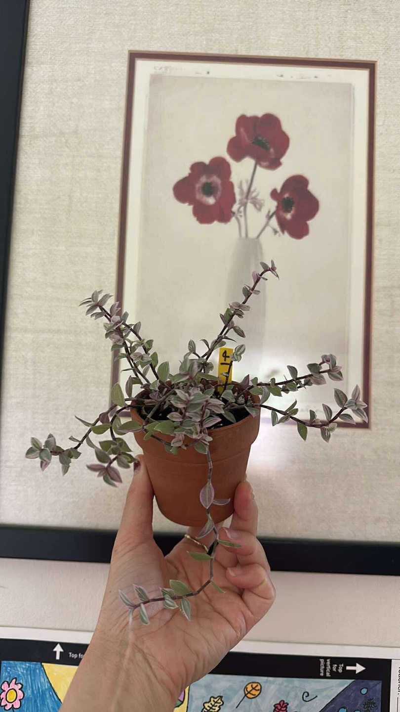 Callisia Reopens Pink Lady Pink Panther Plant
