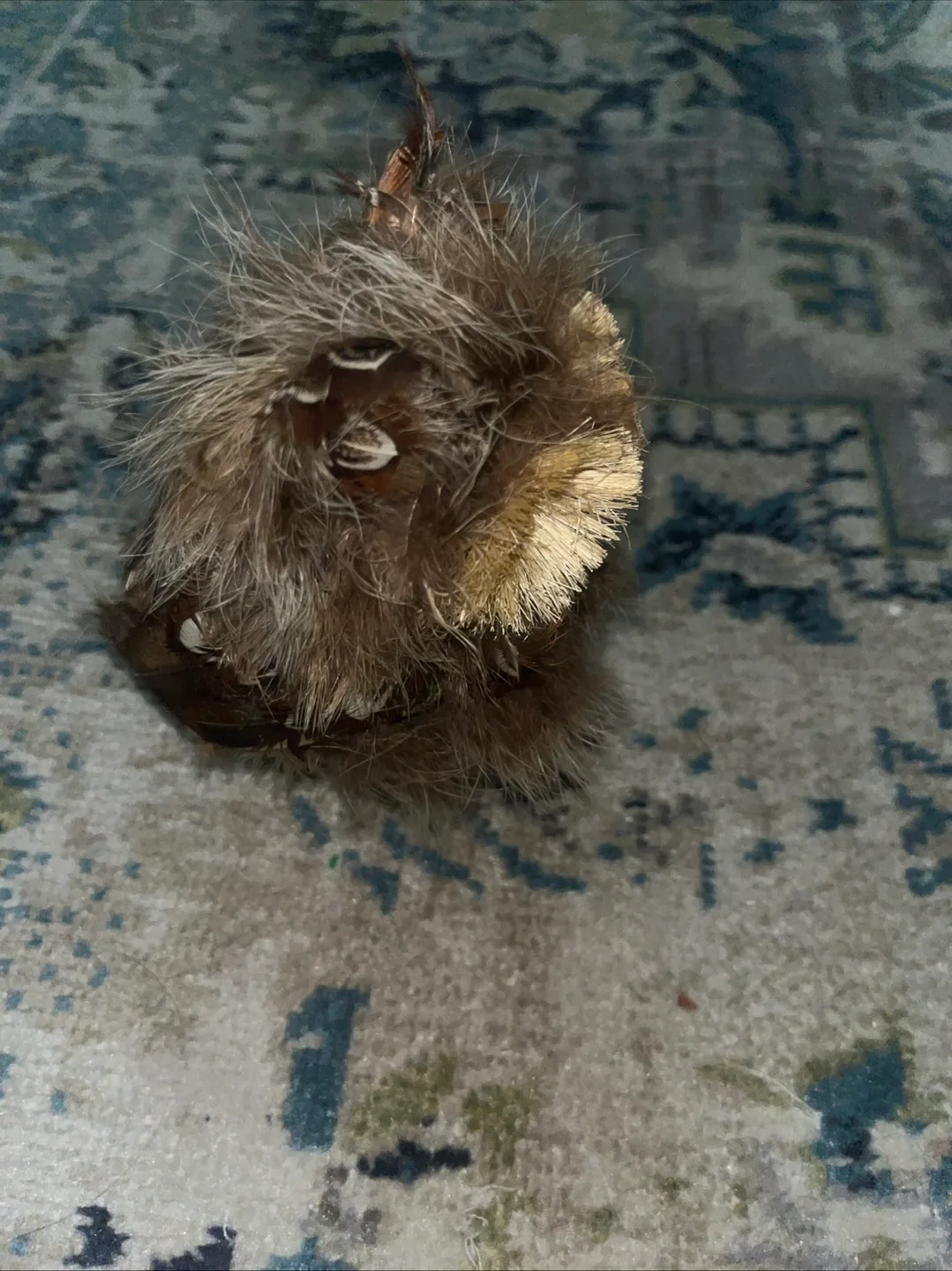 Feathered Owl Decoration image indicator(5)