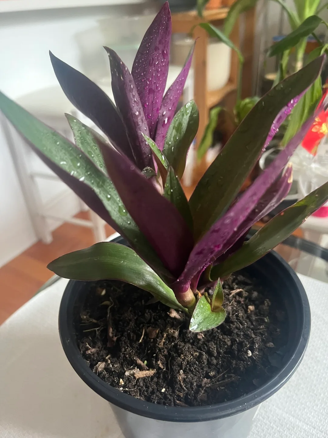 Indoor plant thumbnail
