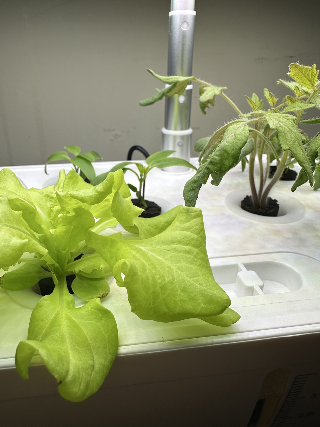 hydroponic growing system