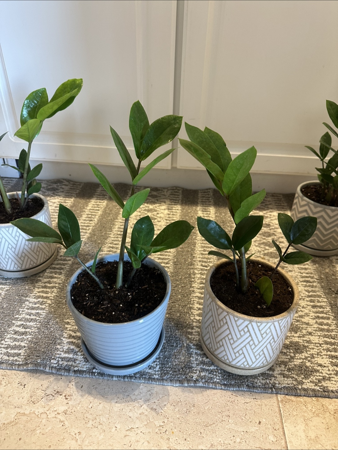 Zz plant in pot - photo 4