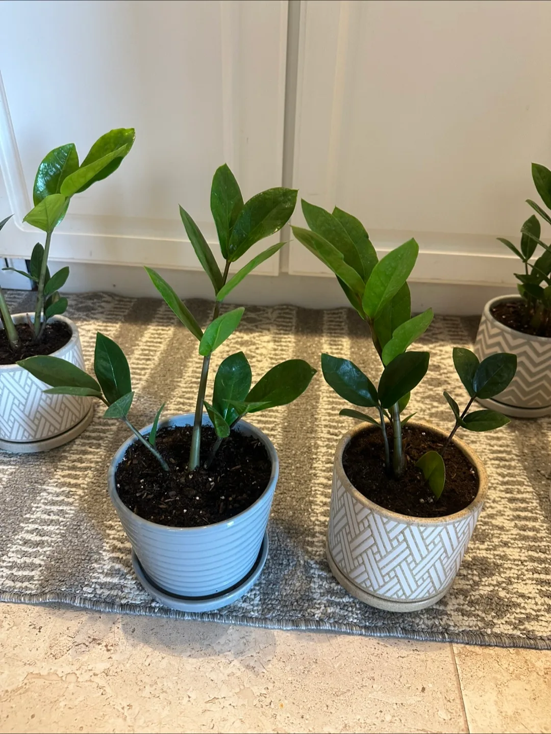 Zz plant in pot image indicator(4)