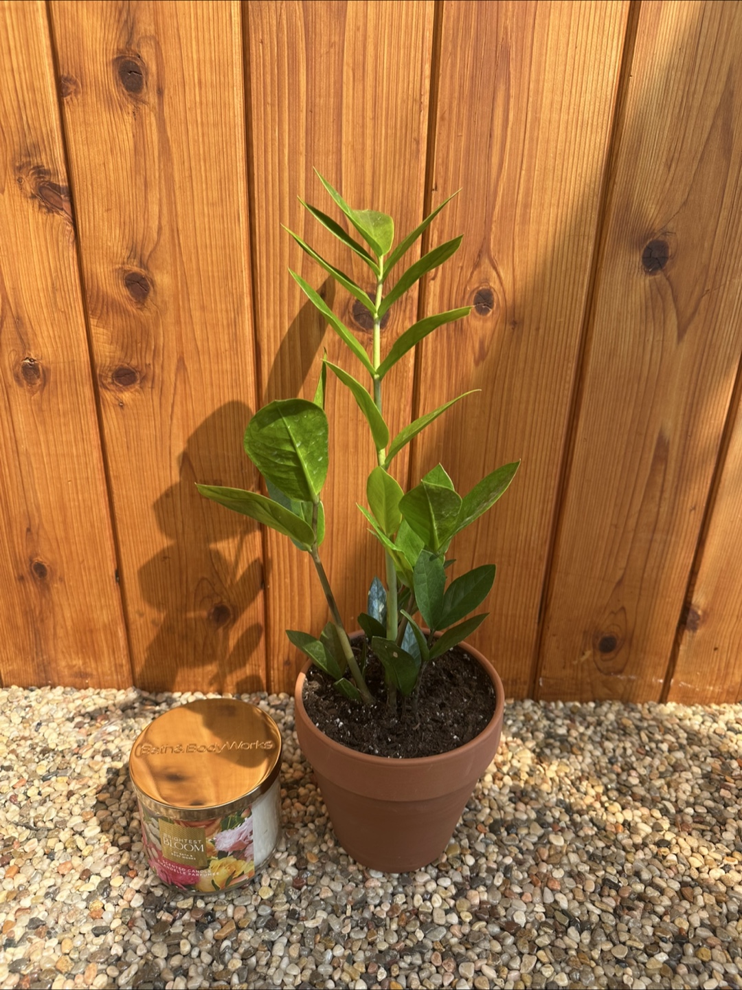 Zz plant in pot